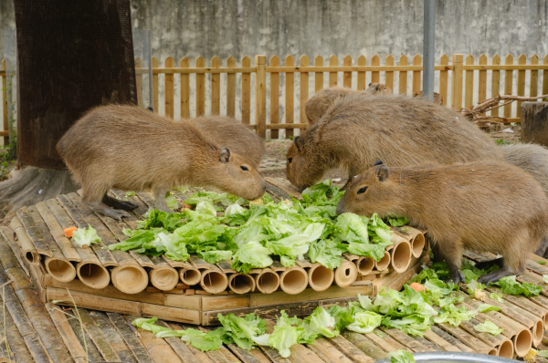 配资资讯平台 合肥野生动物园卡皮巴拉“佛系”宅家 一天狂炫40斤食物_大皖新闻 | 安徽网